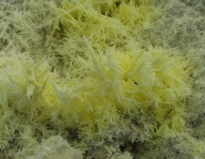 Sulphur 12x