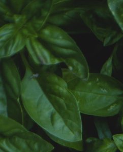 oregano