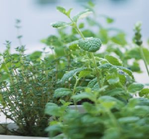 oregano