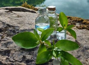 Nail Fungus Treatment with Camphor: Antifungal, Antibacterial, Anti-Inflammatory & Analgesic Effects